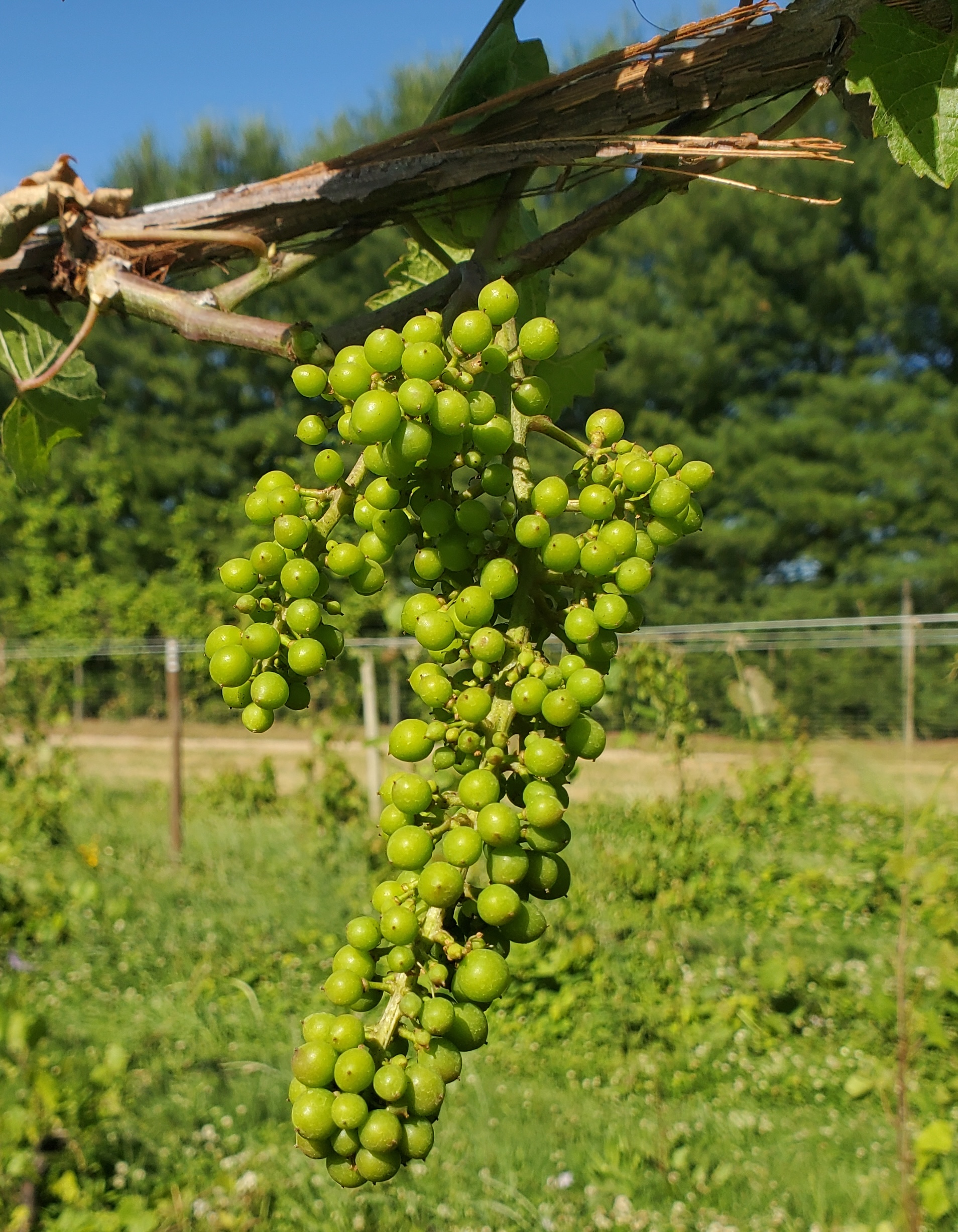 A cluster of grapes hanging from a tree.